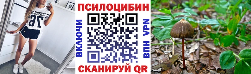 хочу наркоту  Новокубанск  Псилоцибиновые грибы Psilocybe 
